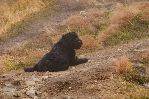 Black Dog Lies Grass Rests Walk Dog Walk Mountains — Stock Photo, Image