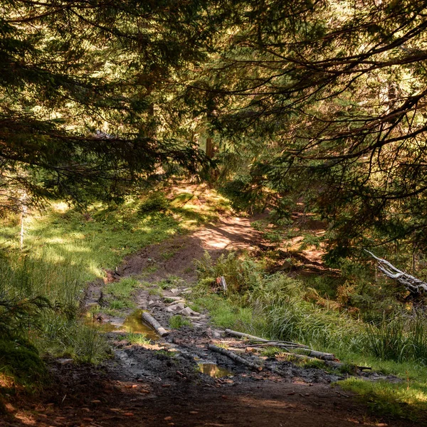 Trilhas Nas Florestas Dos Cárpatos Trilhas Para Caminhadas Que Levam — Fotografia de Stock