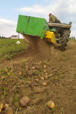 Patates hasadı için askıya alınmış donanımlı traktör, kimyasallar olmadan organik olarak yetişen patatesler, Ukrayna 'da yetiştirilen organik patatesler..