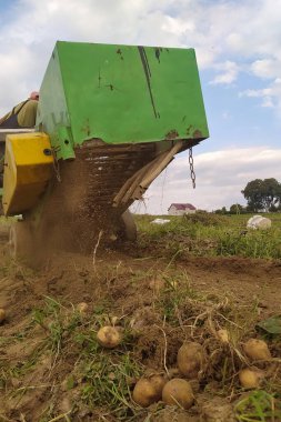 Patates hasadı için askıya alınmış donanımlı traktör, kimyasallar olmadan organik olarak yetişen patatesler, Ukrayna 'da yetiştirilen organik patatesler..