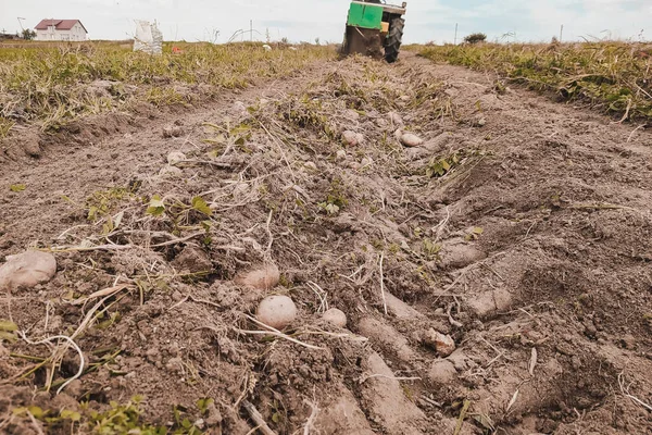 Traktor Mit Hängevorrichtung Für Kartoffelernte Biologisch Angebaute Kartoffeln Ohne Chemikalien — Stockfoto