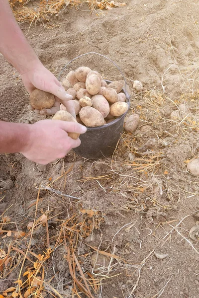 Ernte Kartoffeln Einem Schwarzen Eimer Auf Dem Feld Frisch Geerntete — Stockfoto