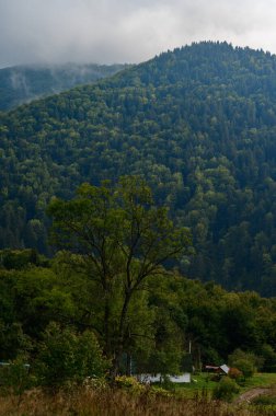 Sabah ışığında dağ çayırı, çimenli bir tepenin üzerindeki dağ vadisi, doğanın tazeliği kavramı, Karadağ manzaraları..