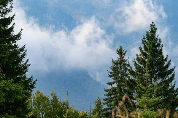 Cordillera Montenegrina Senderos Monte Petros Montañas Niebla Mañana Árboles Individuales — Foto de Stock