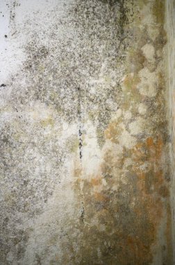 Gray mold and fungus on the wall of the room, the effects of high and excessive humidity in the room, the wall with the fungus.