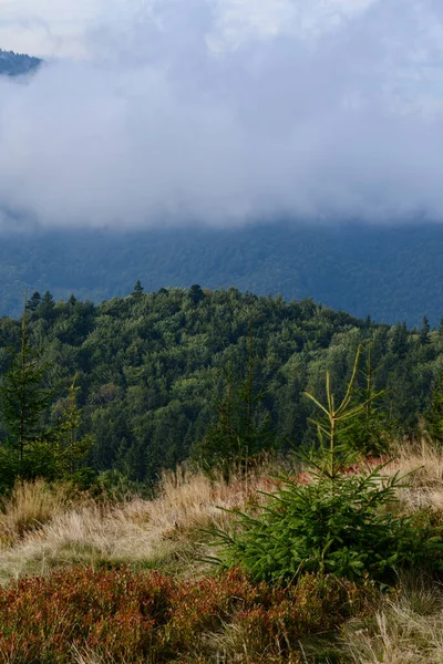 Malebná Krajina Zelenými Horami Travnatou Loukou Údolí Obklopená Jehličnatým Lesem — Stock fotografie