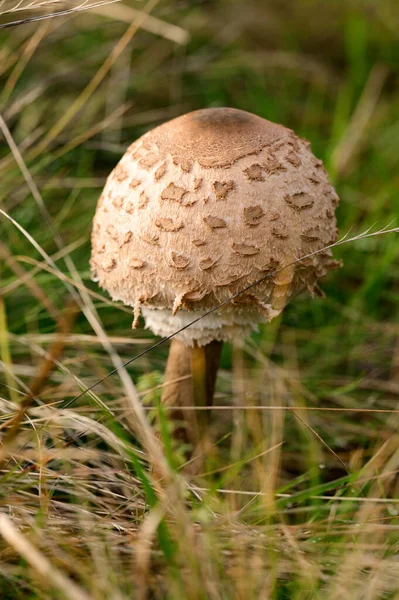 Macrolepiota Procera Oekraïense Bossen Steppen Eetbare Schimmel Paddenstoel Paraplu — Stockfoto