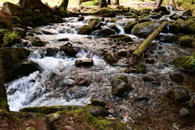 Carpathian nehri çağlayanlarla akar, nehir ormanın içinden akar, taştan bir kanalı olan nehir..