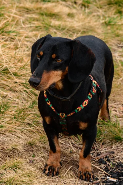 Dachshund Preto Caminha Quintal Pequenas Patas Curtas Cães Cão Com — Fotografia de Stock