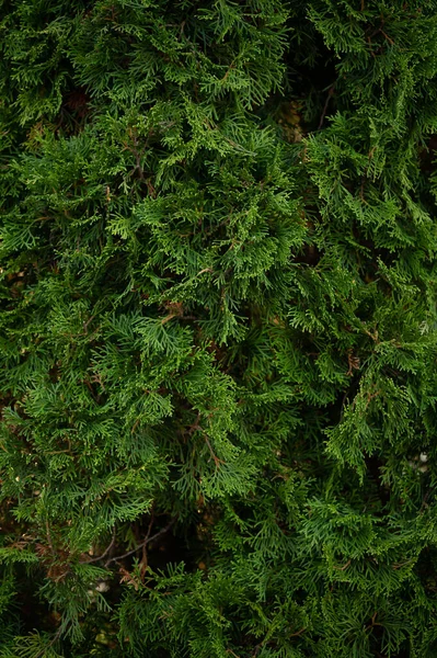 Texture Christmas Tree Needles Green Trees Christmas Trees 2021 — Stock Photo, Image