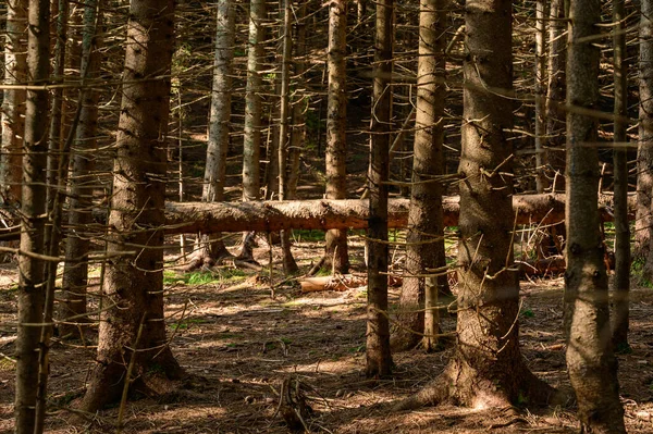 Стежки Карпатського Лісу Пішохідні Стежки Ведуть Вершин Гір Великі Стовбури — стокове фото