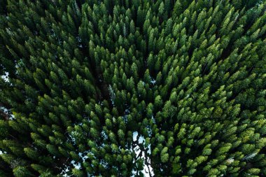 Synevyrska Polyana Doğal Ukrayna Ulusal Parkı, kozalaklı her zaman yeşil ormanlar, doğa koruma ve orman kuşağı restorasyonu, ormanda kar ve ilkbahar başlarında.