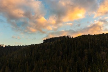 Ukrayna 'nın eski ladin ormanları, Karpat dağlarının tepeleri, dağların tepeleri, ekolojik olarak temiz ormanlar..