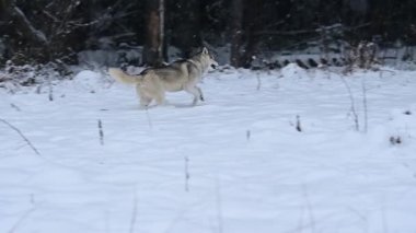 Mutlu Husky, ormanın yakınındaki karlı bir çayırda bir köpekle kış yürüyüşü, evcil hayvanın ağır çekimde koşar. yeni
