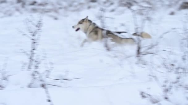 Mladý Šedý Vlk Loví Divočině Husky Lese Běžící Sněhem Zpomalený — Stock video