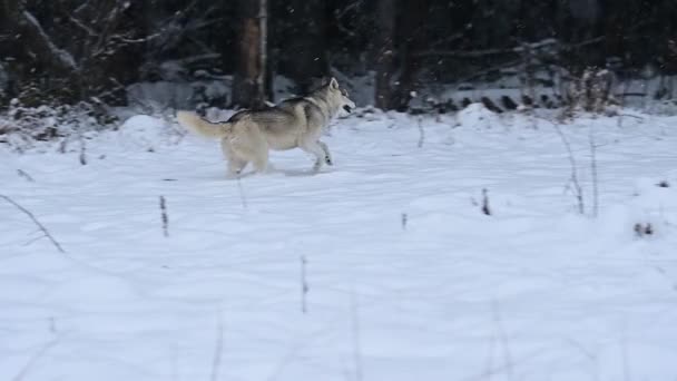 快乐的哈士奇在森林附近的雪地上奔跑 冬天和狗一起散步 宠物的慢动作 — 图库视频影像