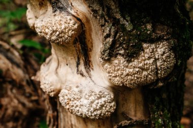 Kabuğundaki akasya ağacı ve kapak ağaçta iyi huylu bir büyümedir, kapak değerli bir odundur..