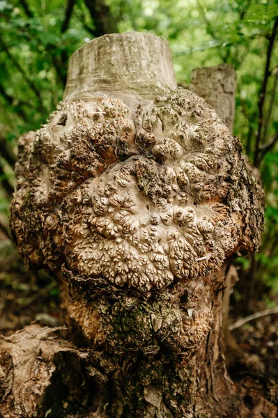 Acacia Tree Cap Its Bark Cap Benign Growth Tree Cap — Fotografia de Stock