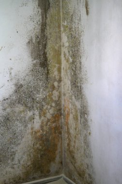 Gray mold and fungus on the wall of the room, the effects of high and excessive humidity in the room, the wall with the fungus.