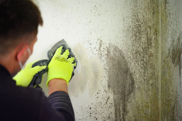 Gray mold and fungus on the wall of the room, the effects of high and excessive humidity in the room, a man with a spatula removes mold and fungus on the wall.