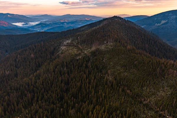 Velhas Florestas Abetos Ucrânia Topos Das Montanhas Dos Cárpatos Acima — Fotografia de Stock