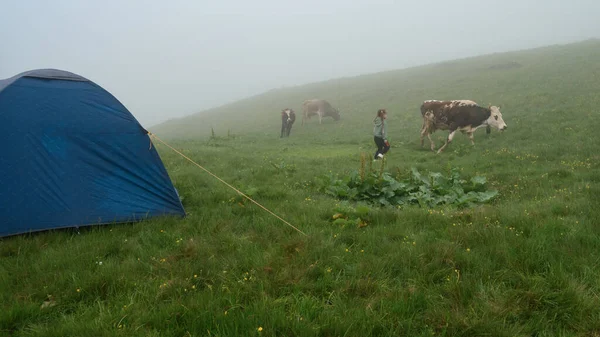Koeien Grazen Wei Bij Tent Mist Bergen Regen Karpaten Koeien — Stockfoto