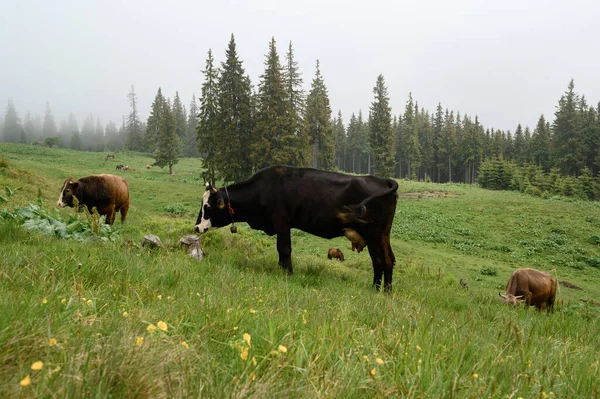 Farm Cows Mountains Cows Graze Forest Fields Farm Cows Carpathians — Stockfoto
