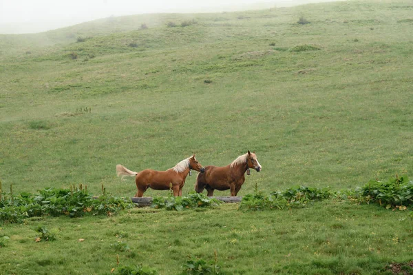 Domesticated Mountain Horses Farms Mountains Horses Carpathians Meadows Forest — Photo