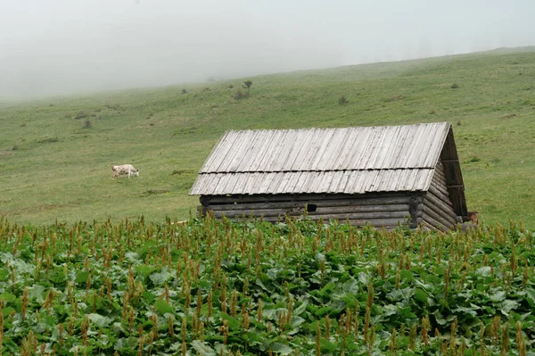 Farm Cows Mountains Cows Graze Forest Fields Farm Cows Carpathians — Stockfoto