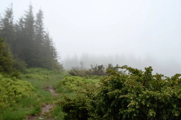 Drops Dew Rain Spruce Branch Background Fog Rain Mountains — Foto de Stock