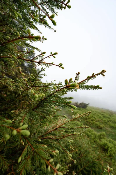 Drops Dew Rain Spruce Branch Background Fog Rain Mountains — Fotografia de Stock