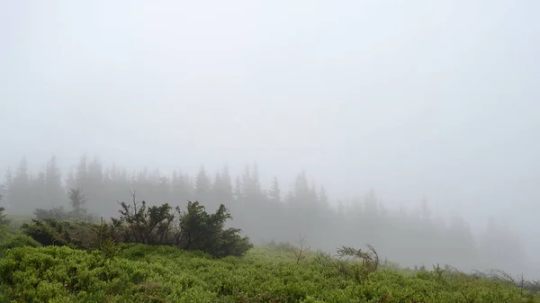 Fog Rain Clearing Forest Thick White Fog Carpathians — Stock fotografie