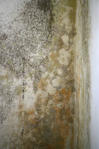 部屋の壁に灰色のカビや真菌 部屋の高と過剰な湿度の影響 真菌と壁 — ストック写真