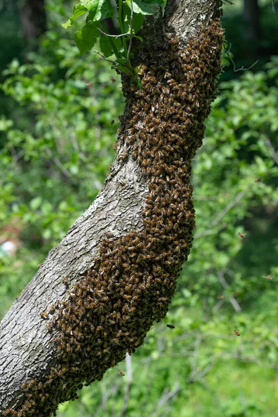 Honey bees swarm on a tree, worker insects, bees on a tree.