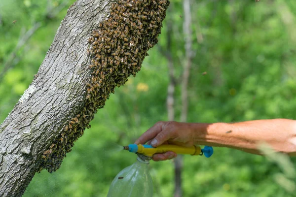 Обприскування Рою Бджіл Водою Мокрими Медовими Бджолами Збирання Рою Бджіл — стокове фото