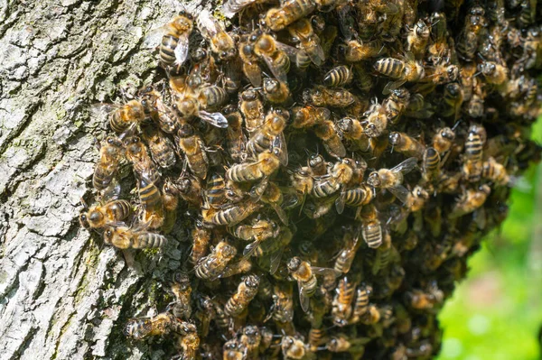 Honey Bees Swarm Tree Worker Insects Bees Tree — стоковое фото