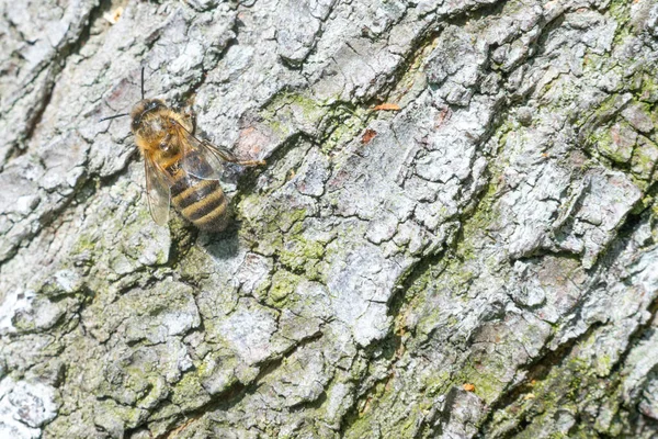 Bees Detailed Plan Swarm Bees Shot Macro Lens Bees Bark — Fotografia de Stock