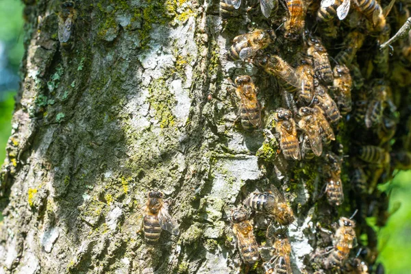 Bees in a detailed plan, a swarm of bees shot under a macro lens, bees on the bark of a tree.