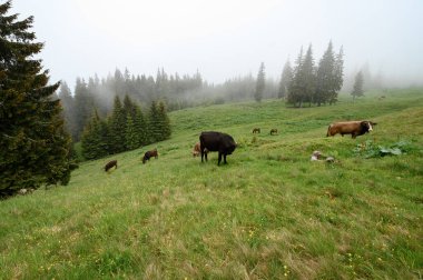 Dark-colored cows graze on the Carpathian meadows of Ukraine, a journey through the Carpathians.
