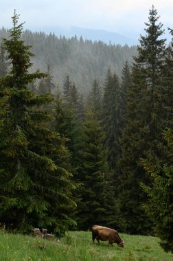 Dağlarda inekleri olan bir çiftlik, tarlalarda ormanın yakınında otlayan inekler, Karpatlar 'da inekleri olan bir çiftlik..