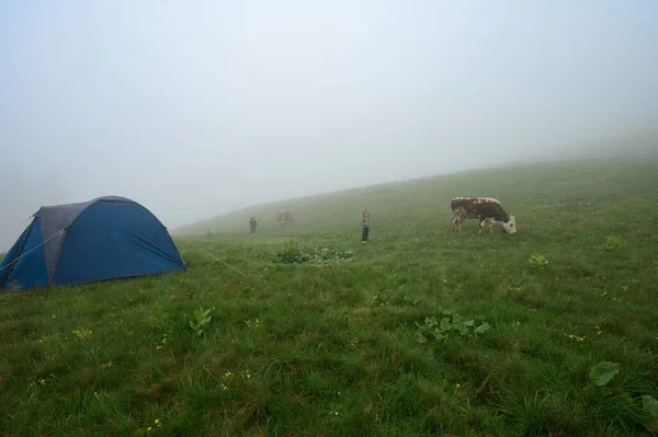 Koeien Grazen Wei Bij Tent Mist Bergen Regen Karpaten Koeien — Stockfoto