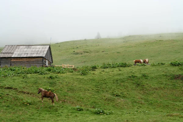 Domesticated Mountain Horses Farms Mountains Horses Carpathians Meadows Forest — Stockfoto