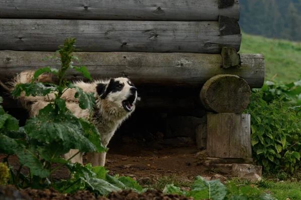 Dog Mixed Breeds Guarding Wooden House Guard Dog House — Fotografia de Stock