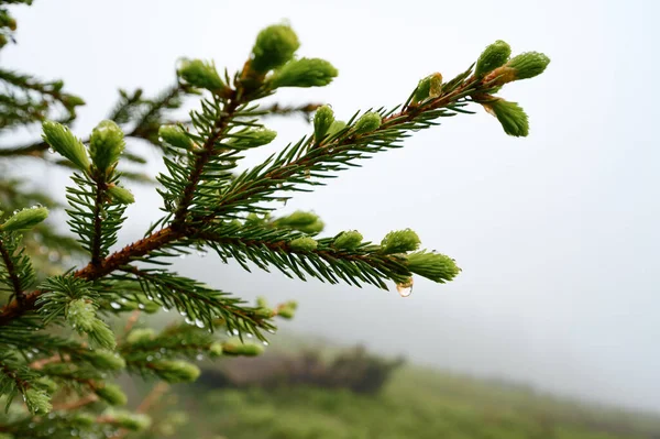 Drops Dew Rain Spruce Branch Background Fog Rain Mountains — Fotografia de Stock