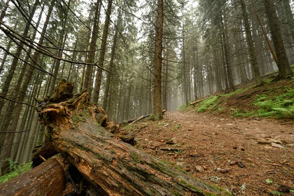 Kárpátok Magas Fái Kárpátok Természetvédelmi Területe Ukrán Erdők Rezervátumok — Stock Fotó