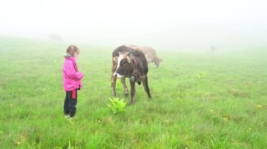 An inquisitive girl approaches a cow, a cow grazes on a pasture, a cow and a girl in the fog, a Carpathian cow in Ukraine.