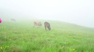 A cow grazes on a pasture in the Carpathians of Ukraine, slow motion video, a cow in the fog.