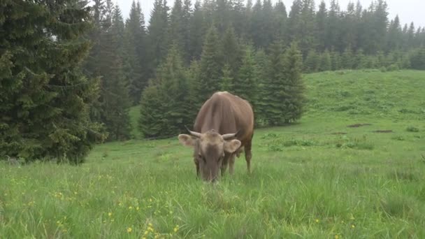 Cattle Breeding Carpathians Ukraine Cow Grazes Pasture Fog Brown Cow — Stockvideo