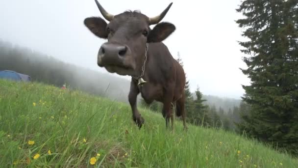 Cattle Breeding Carpathians Ukraine Cow Grazes Pasture Fog Brown Cow — Stok video