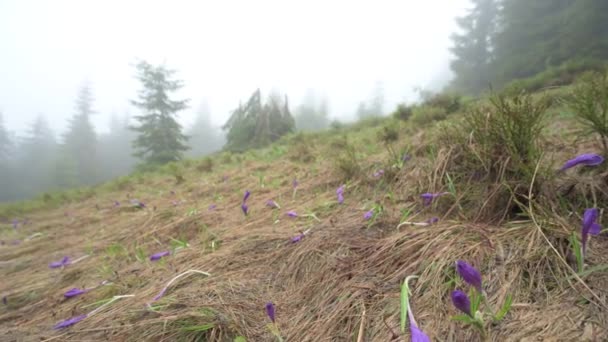 Crocuses Have Yet Opened Dry Grass Mountains Crocuses Carpathians — Vídeo de stock